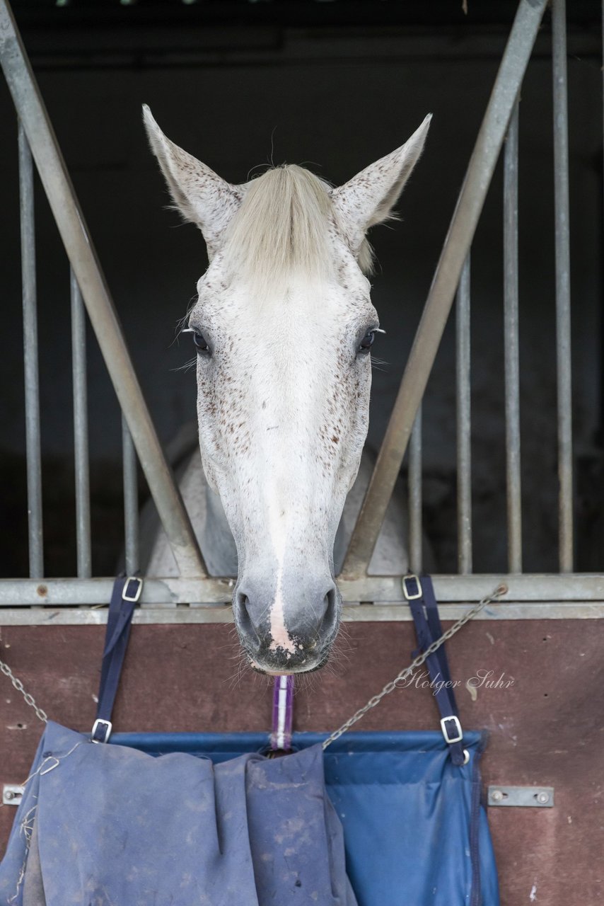 Bild 21 - Pony Akademie Turnier